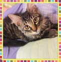 長毛　男の子　先住猫OK