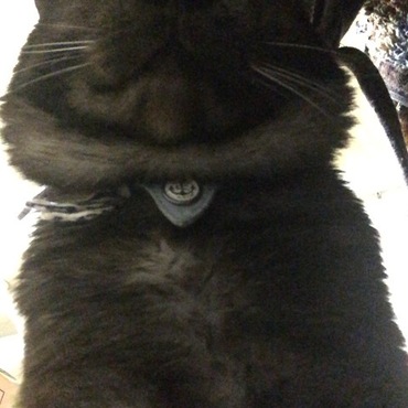 ドヤァ( ･´ｰ･｀)