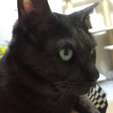 (๑•̀ㅁ•́๑)✧ｷﾗｰﾝ