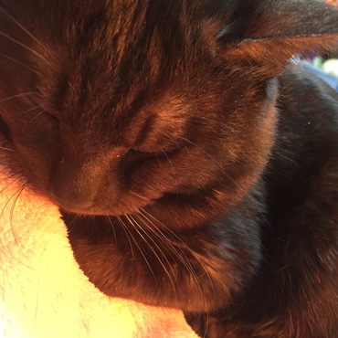 ウトウト・・・