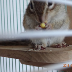 こたろう、トウモロコシを食べる。
