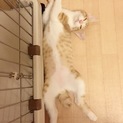 4ヶ月強 まんまる兄妹 2/4