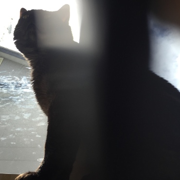 くろ、いい人がみつかるといいね。。