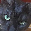 ★甘えん坊　黒猫のくろ♂★