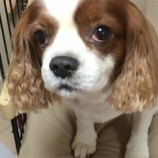 キャバリア10歳