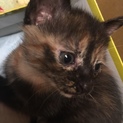 仔猫3兄弟①サビネコ