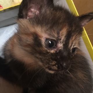 仔猫3兄弟①サビネコ