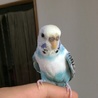 あきぽっぽ