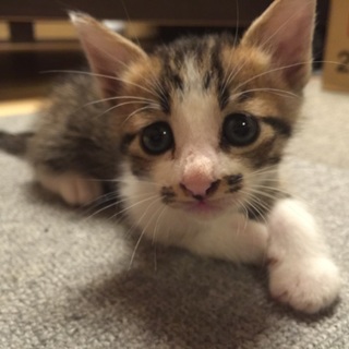 仔猫3兄弟②キジシロ