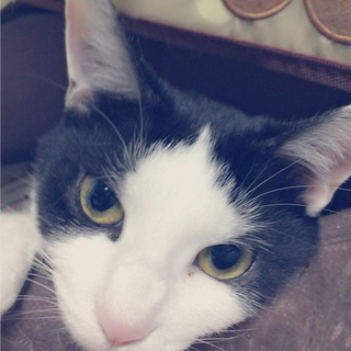 黒と白のネコ涼ちゃん里親探してます！