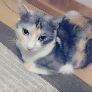 美雨ちゃんの里親探してます！