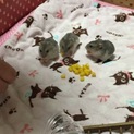 ジャンガリアンハムスターの子供里親募集中‼️