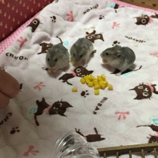 ジャンガリアンハムスターの子供里親募集中‼️