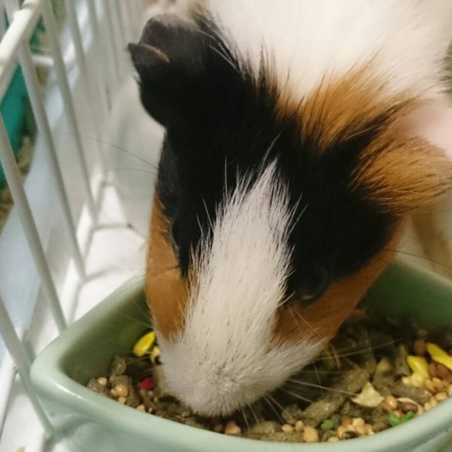 りゅうさんぽのカバー写真