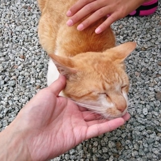 甘えん坊茶白♂