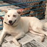 里親決定。首輪の跡があった白くん サムネイル7