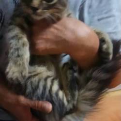 猫の譲渡会 サムネイル3