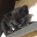 黒子猫、オスです。