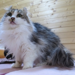 外向きにカールしたお耳が特徴の女の子