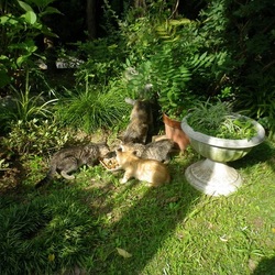 ８月の捕獲作戦