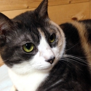 子猫のような高い声でよく鳴く可愛い女の子