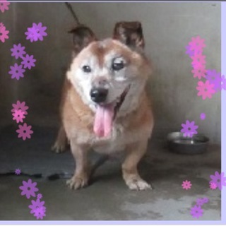 チャームポイントは短い足(*^^*)