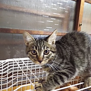 人馴れ度100％の男の子です。