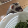 モカちゃん