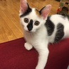 あぽにゃん