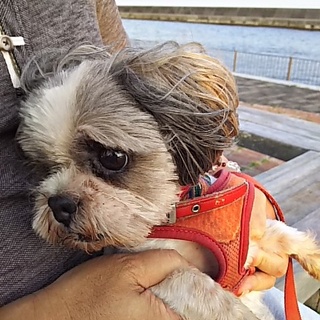 癒し系の女の子です。