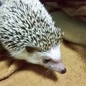 ハリネズミ（♂） 大切にしてくれる方