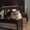 すぎきじ