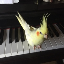 コッピとピアノ