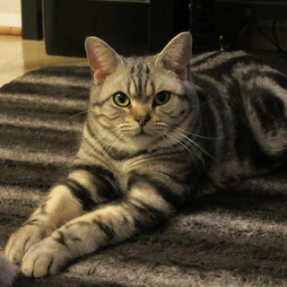 このアメショー♂の里親決まりました。