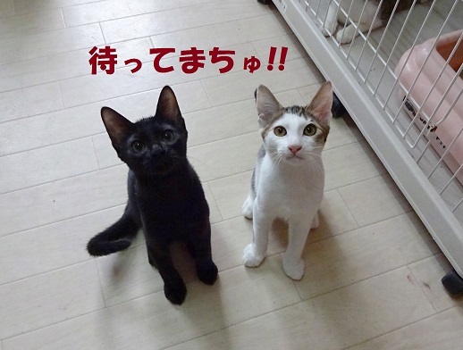 前髪短い子と黒子猫がお迎 兵庫県 猫の里親募集 ペットのおうち 月間利用者150万人