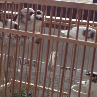 十姉妹の母と子11羽の里親さんを探しています