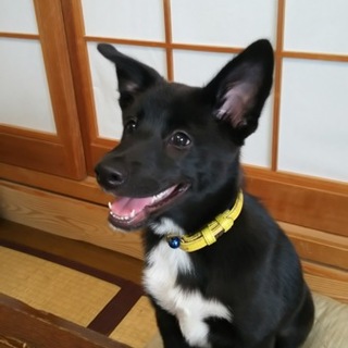 甲斐犬×ボーダーコリーの子犬　　３ヶ月