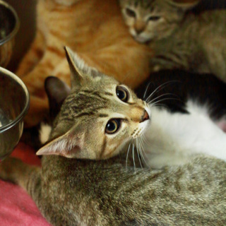 カメラがすこし苦手なキジトラ♂ 2016.6生まれ