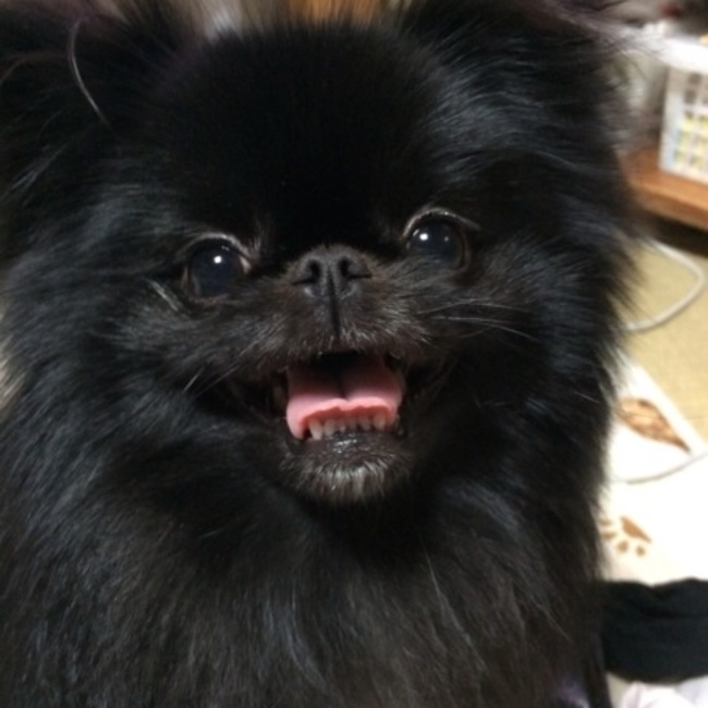 ぽっきぃのカバー写真