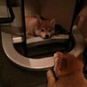 まきんぐ 
