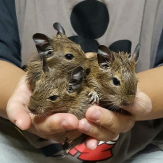 デグーの里親募集《無事におうちが決まりました》