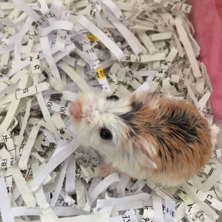 ロボロフスキーハムスター　イザベラ　オス