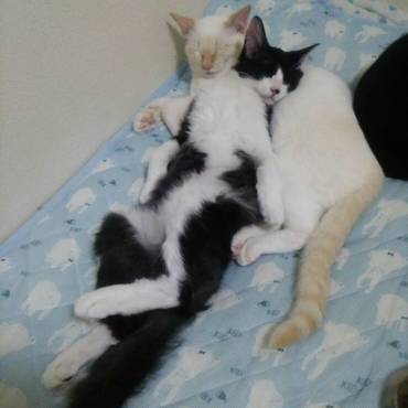 麦さん、はなまるを枕にぐっすり。