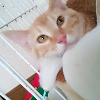 僕、甘えたいの、末っ子タイプのチャー君