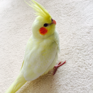 一歳のオカメインコの里親さん募集