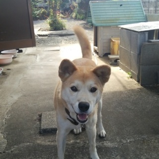 里親決定しました！ありがとうございました。