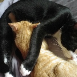 男の子なのに授乳？