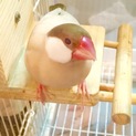 シナモン文鳥の里親さんを探しています