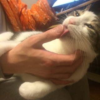 【里親募集】犬みたいに人懐っこい子です。【成猫】