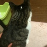 【里親募集】犬みたいに人懐っこい子です。【成猫】 サムネイル2